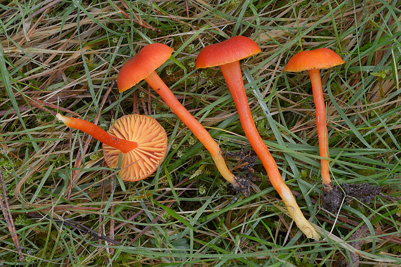 Hygrocybe miniata